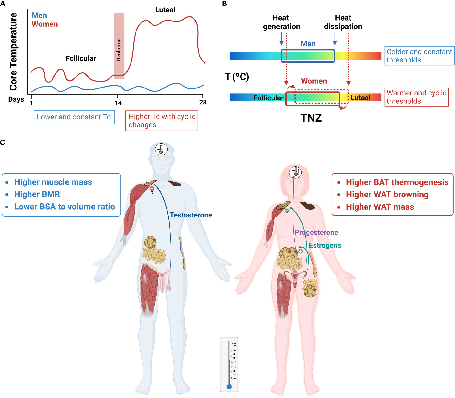 In sexual selection and thermoregulation, bigger is better, at