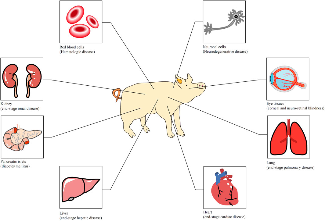 Frontiers | Genetically engineered pigs for xenotransplantation: Hopes and  challenges