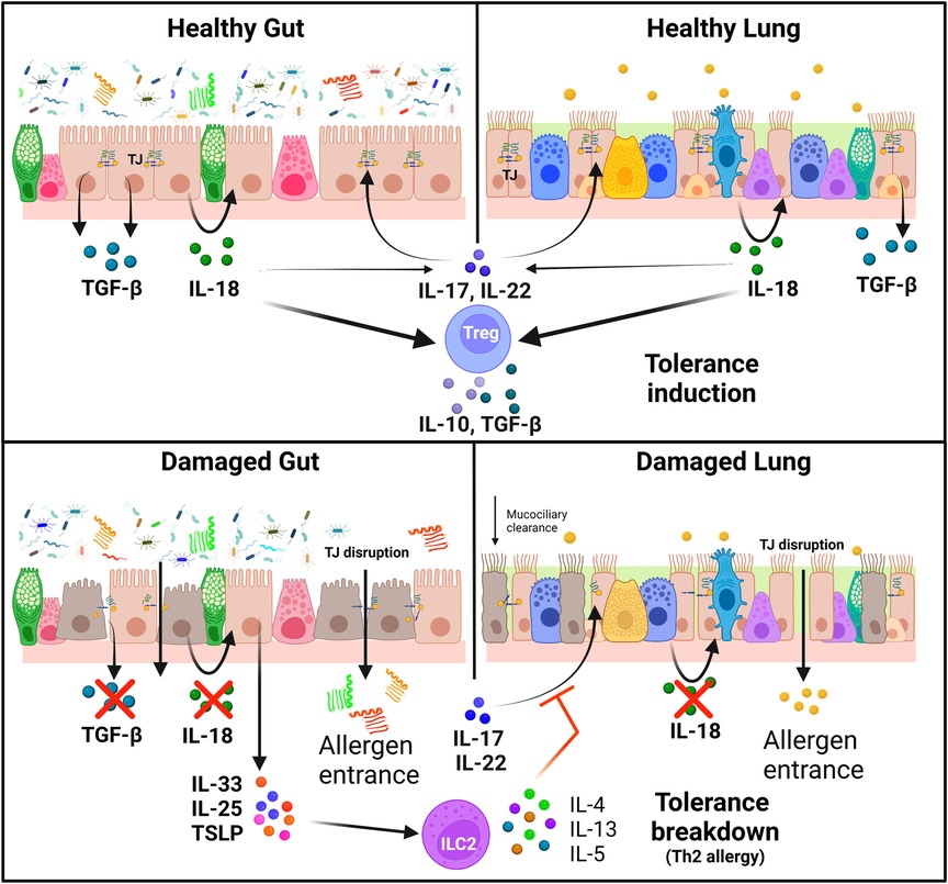 How LPS prevents or promotes development of asthma and allergic