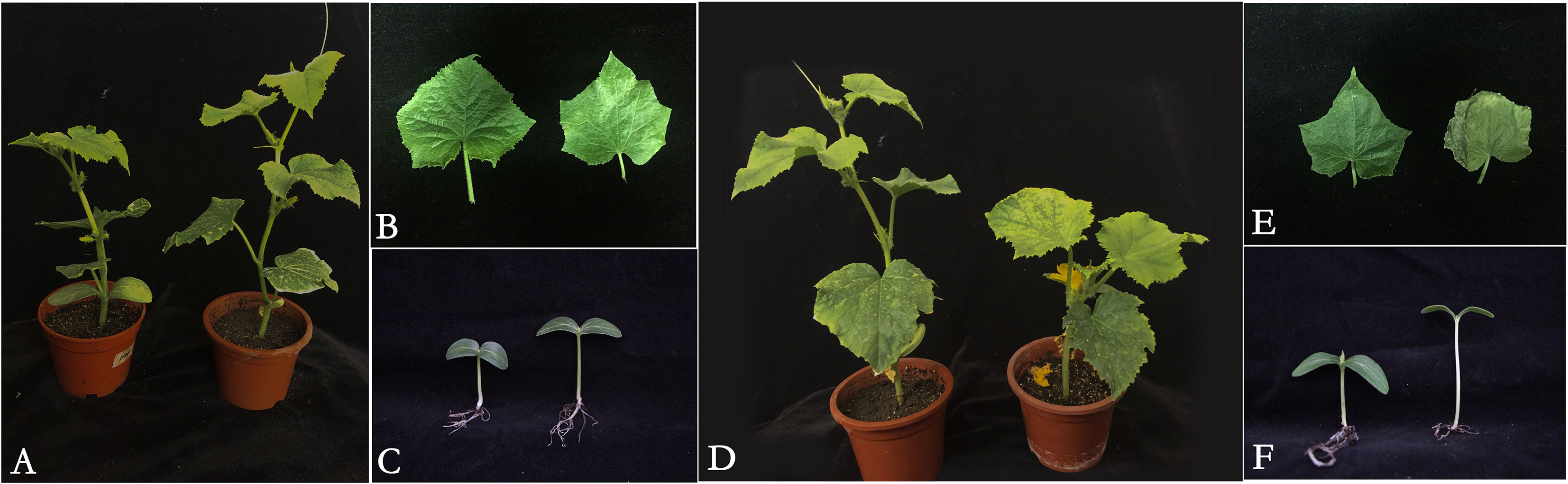 Frontiers | Integrative analysis of different low-light-tolerant 
