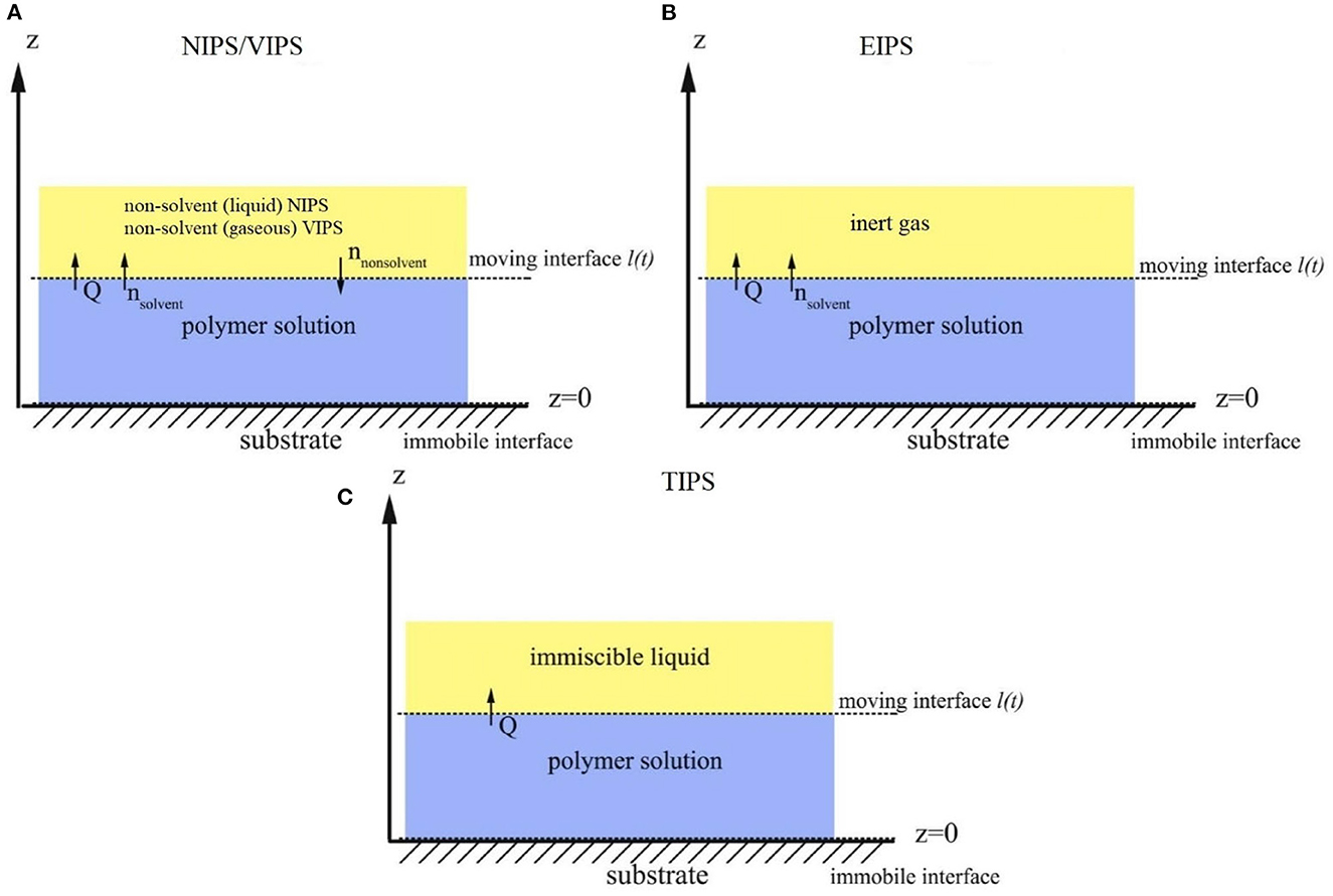 Mobility of Water and Polymer Species and Rheological Properties