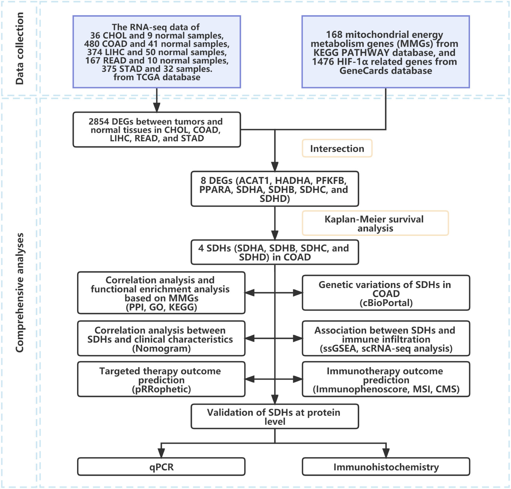 Frontiers | Comprehensive analysis of the prognosis, tumor  microenvironment, and immunotherapy response of SDHs in colon adenocarcinoma