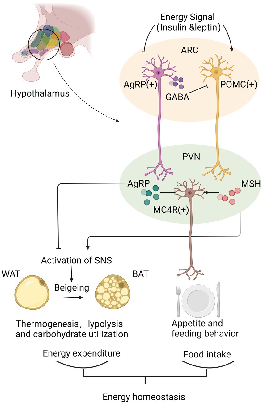 Role of hypothalamic tanycytes in nutrient sensing and energy balance, Proceedings of the Nutrition Society