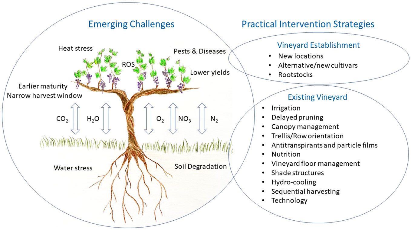 Frontiers  Breeding for Climate Change Resilience: A Case Study