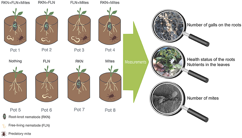 The basics of nematodes – how they can attack plant roots and you can fight  back - Vegetable Growers News