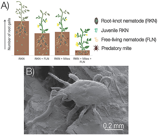 What Are Nematodes? These Tiny Worms Can Help or Hurt Your Garden