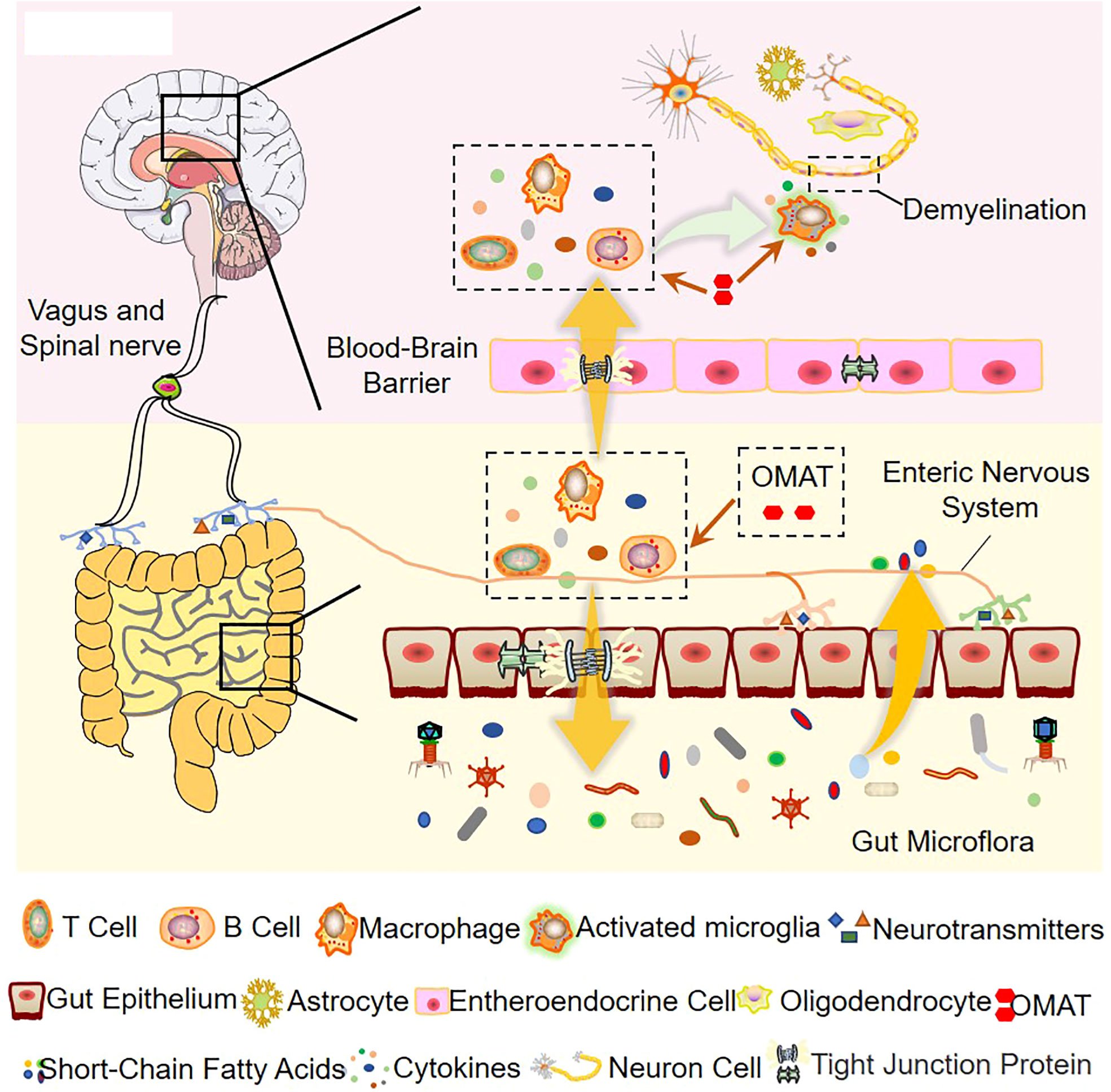 oxymatrine powder can help with autoimmune disorders oxymatrine powder can help with autoimmune disorders