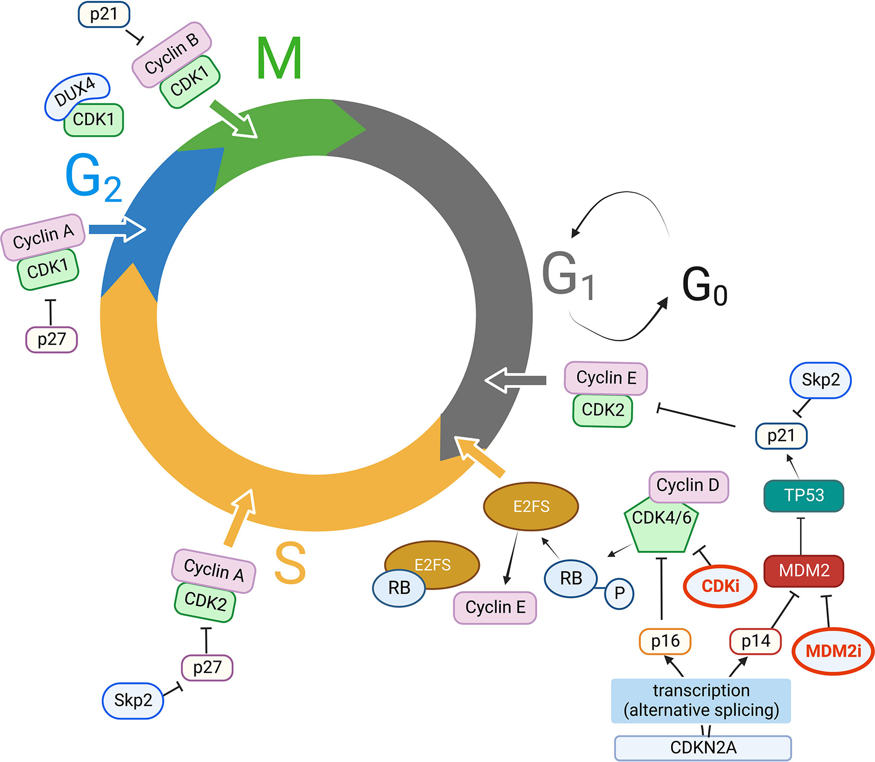 From Cyclins To CDKIs Cell Cycle Regulation Of Skeletal 52 OFF