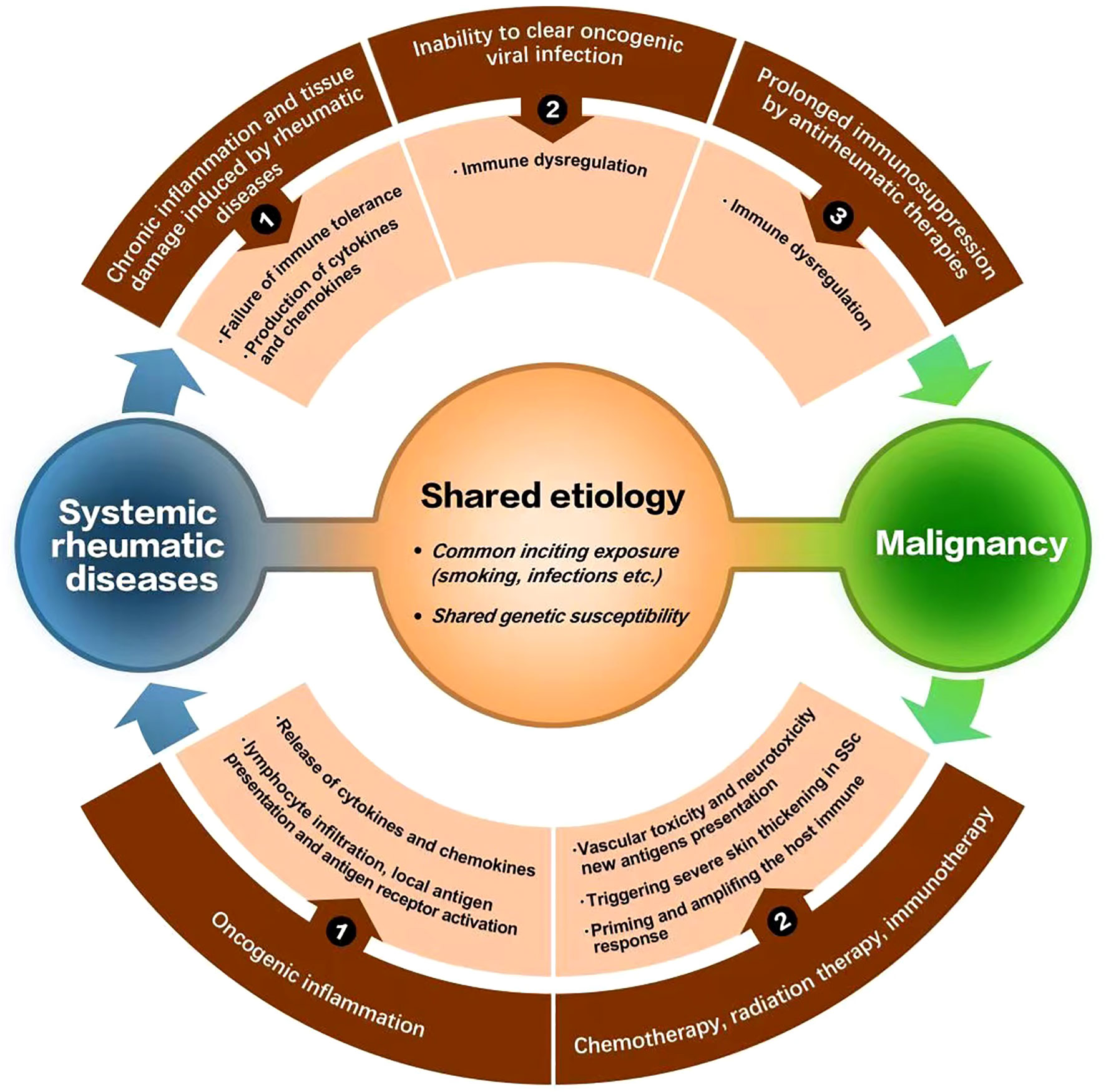 Frontiers | Malignancies in systemic rheumatic diseases: A mini review