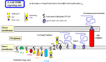 www.frontiersin.org