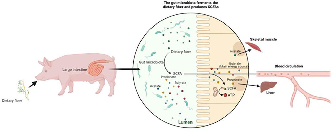 Frontiers  The interaction between dietary fiber and gut