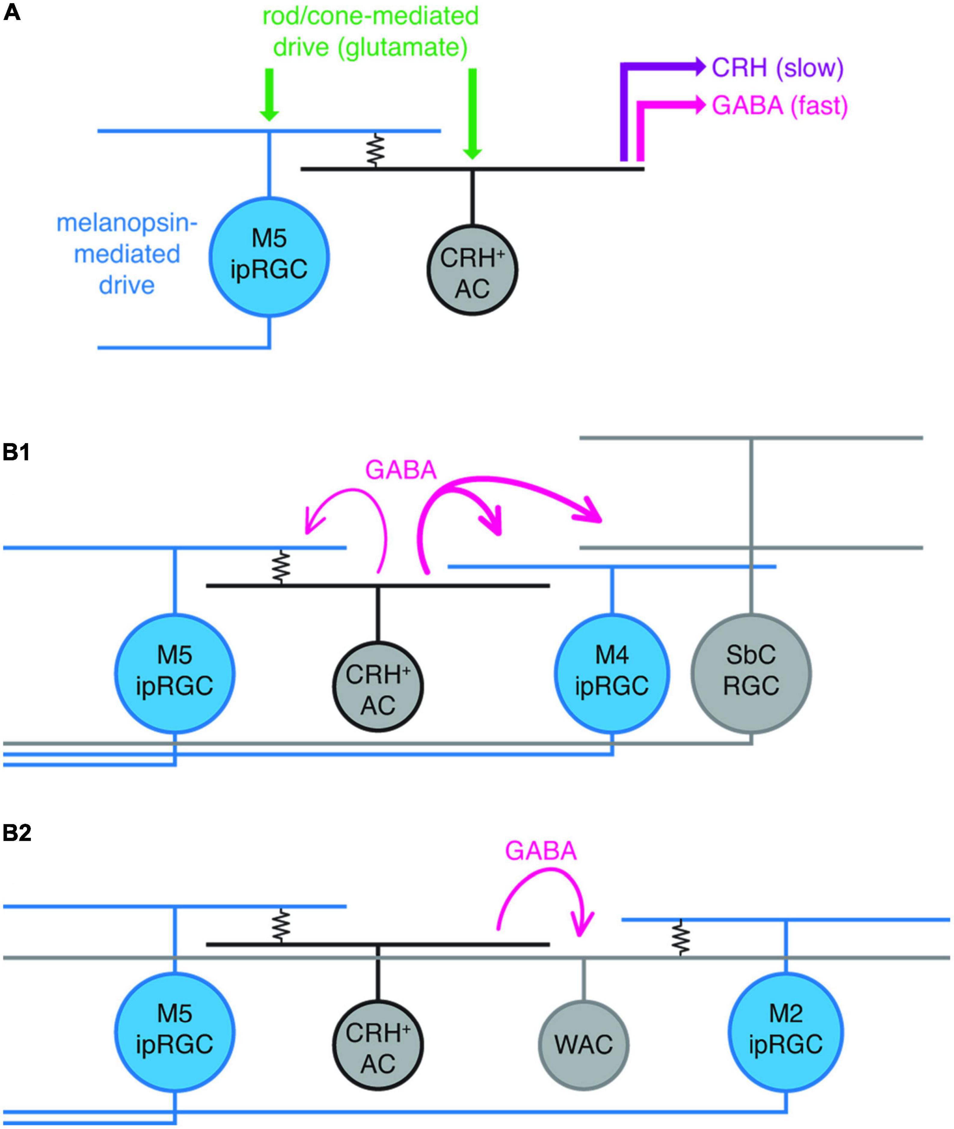 Frontiers  Intrinsically Photosensitive Retinal Ganglion Cells of the  Human Retina