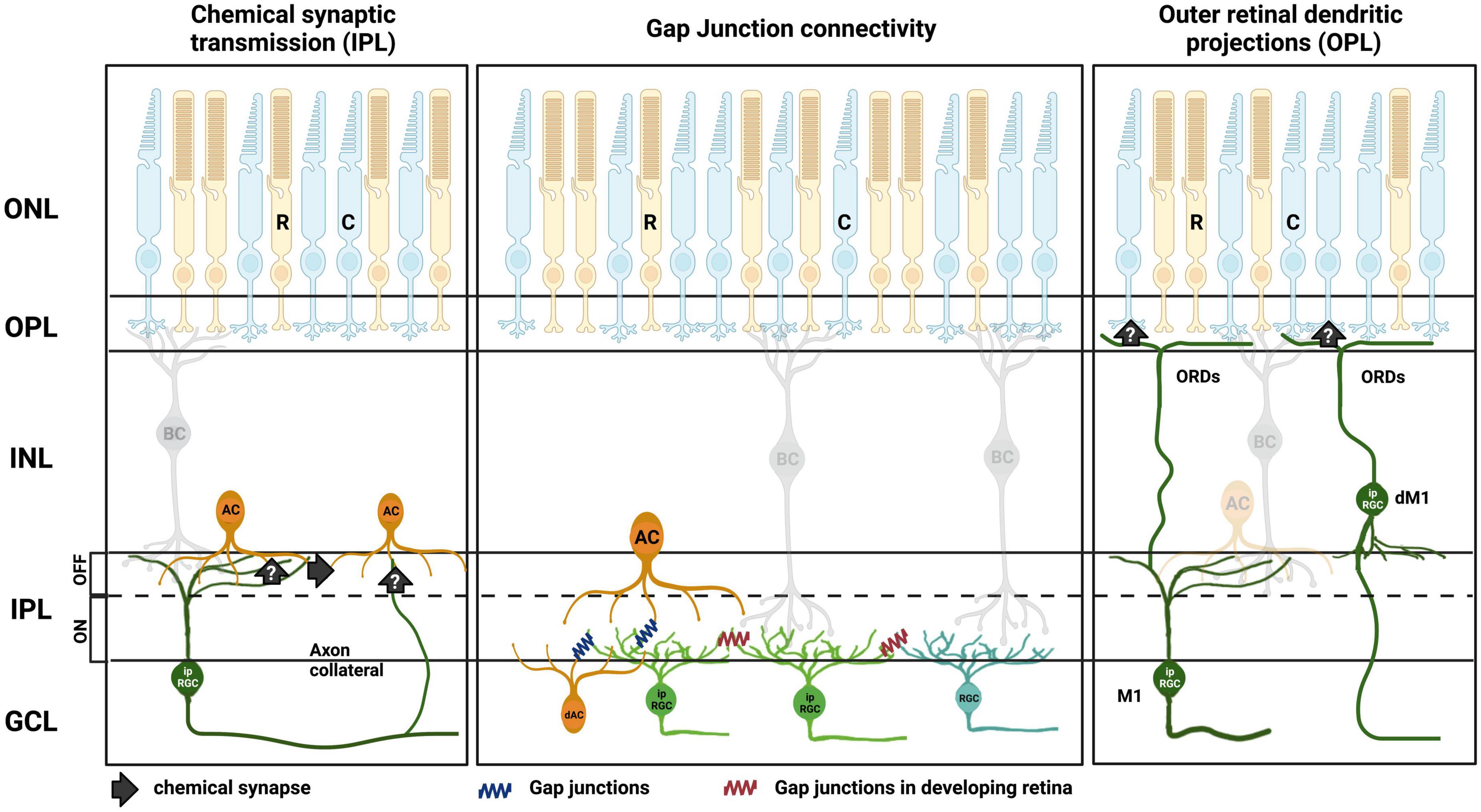 Frontiers  Intrinsically Photosensitive Retinal Ganglion Cells of the  Human Retina