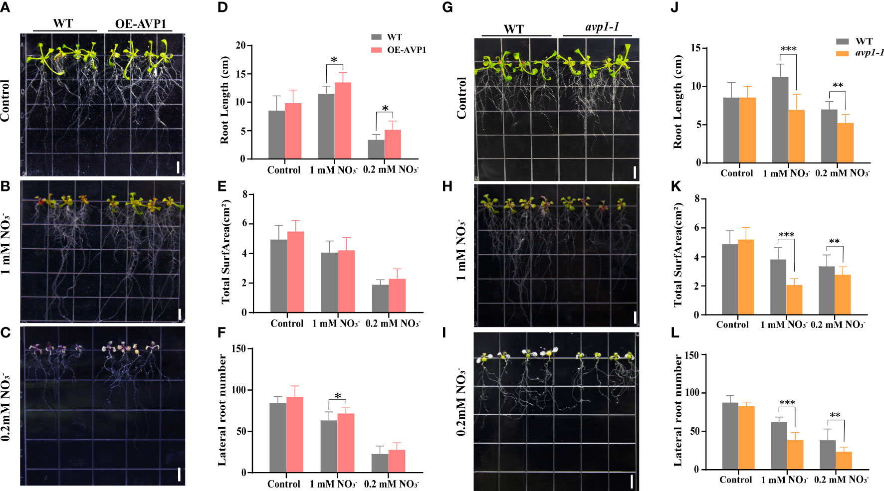 Frontiers | H+-pyrophosphatases enhance low nitrogen stress tolerance in transgenic Arabidopsis and wheat by interacting with a receptor-like protein kinase Frontiers | H+-pyrophosphatases enhance low nitrogen stress tolerance in transgenic Arabidopsis and wheat by interacting with a receptor-like protein kinase