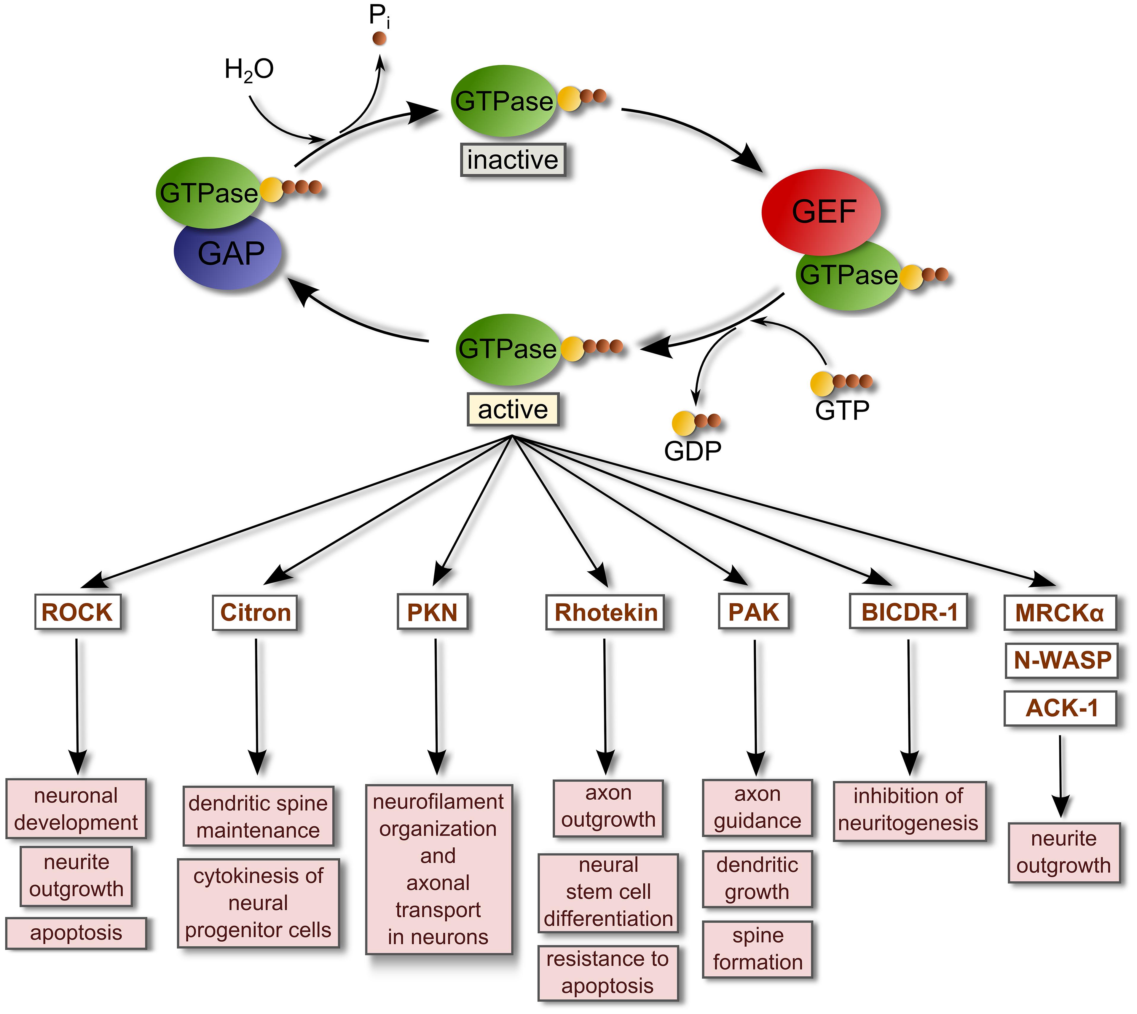 Guanine Nucleotide