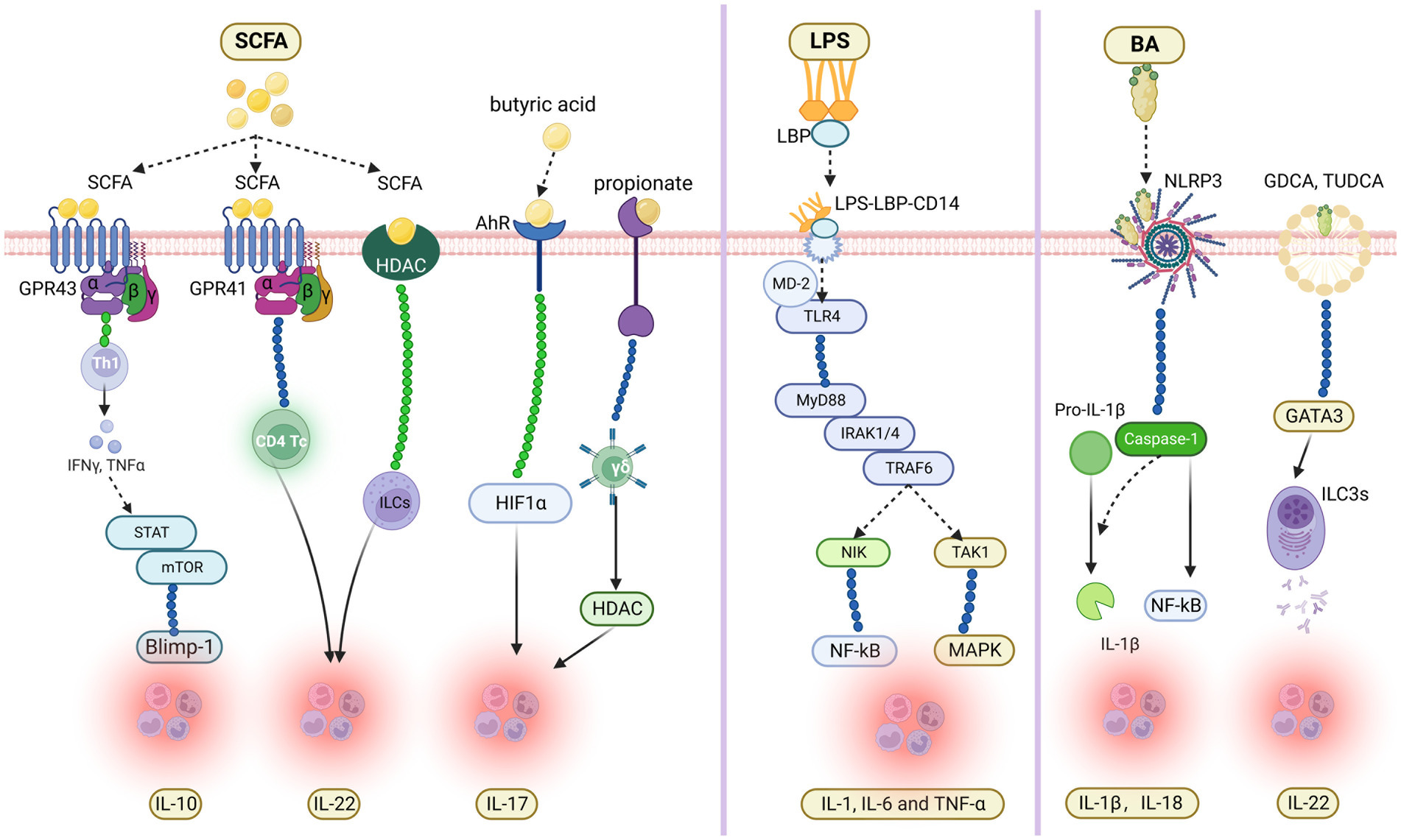 Frontiers  New Insights Into Microbiota Modulation-Based