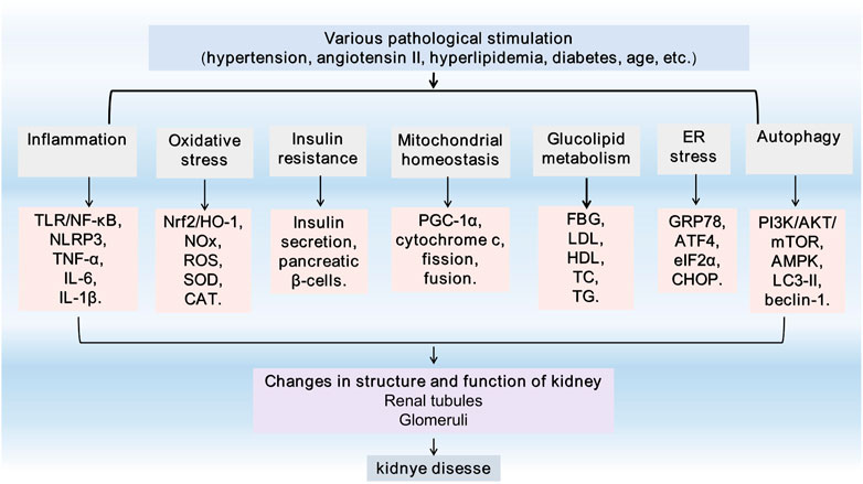 Frontiers  Therapeutic potential of artemisinin and its derivatives in  managing kidney diseases