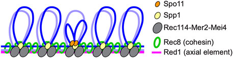www.frontiersin.org