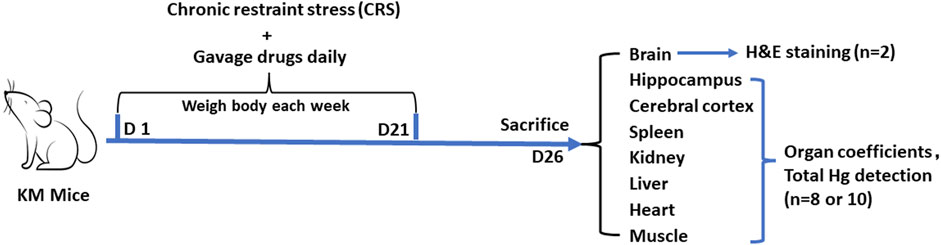 www.frontiersin.org