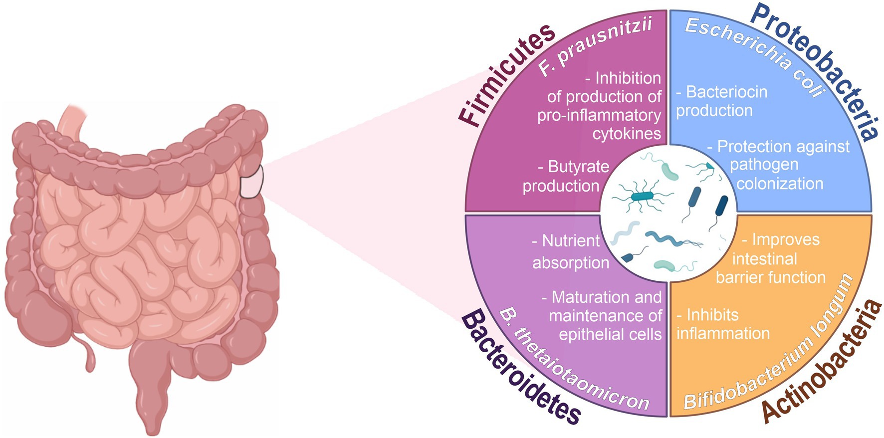 Gut health maintenance