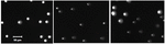 www.frontiersin.org