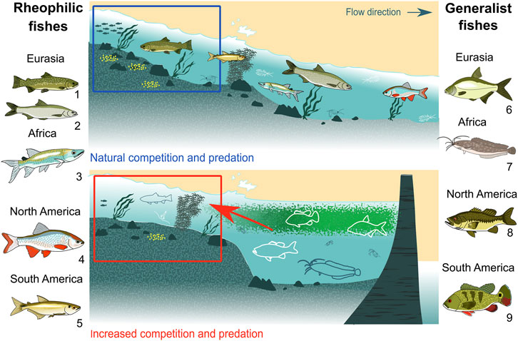 Frontiers  Living on the edge: Reservoirs facilitate enhanced interactions  among generalist and rheophilic fish species in tributaries