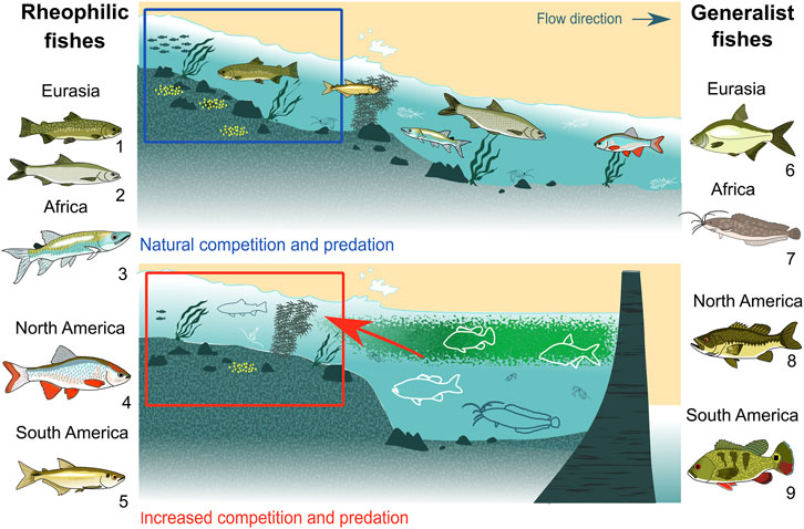 Fish, reconsidered: An updated 'Tree of Life' draws surprising connections