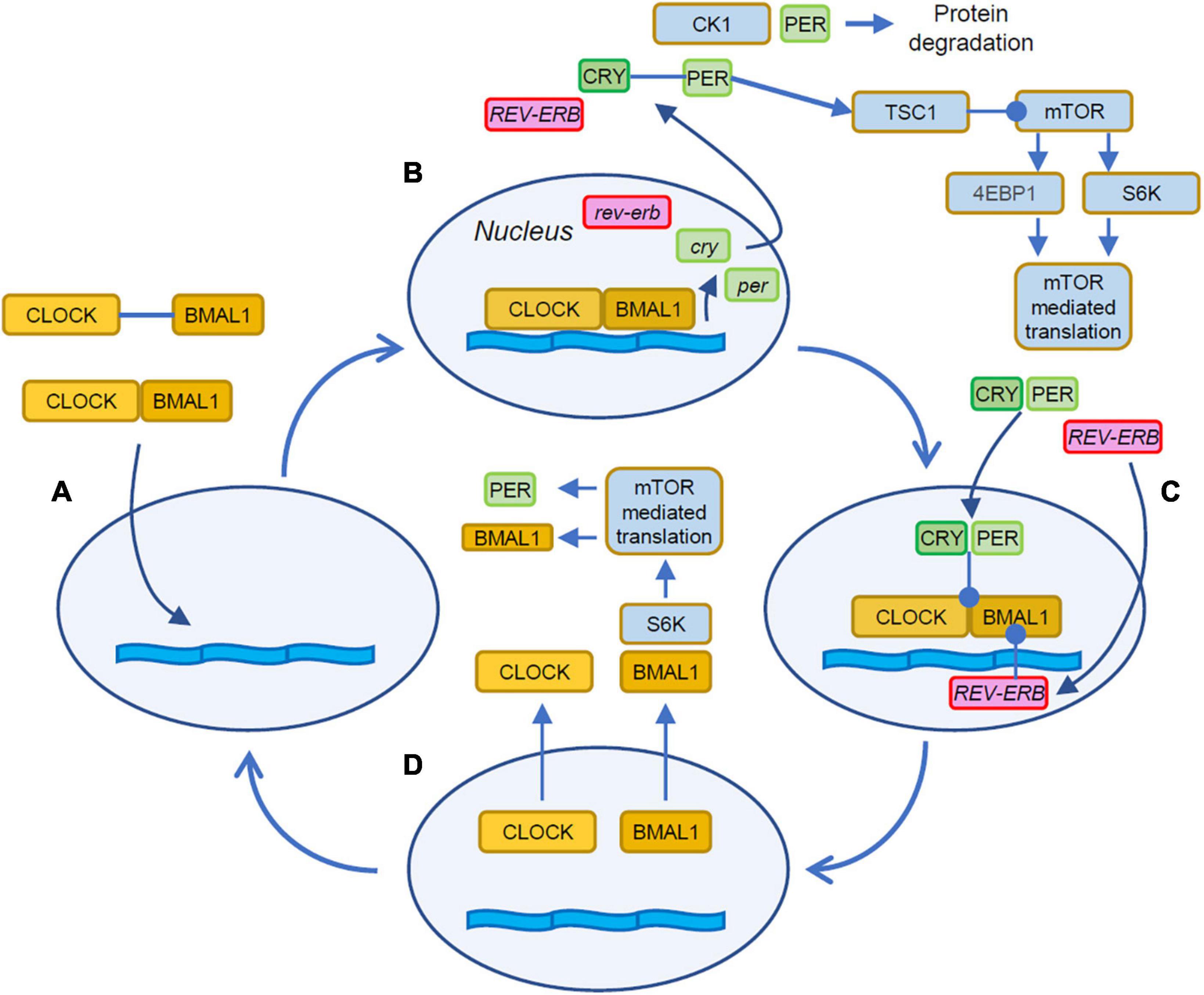 Frontiers  Cellular and Molecular Mechanisms of REM Sleep Homeostatic  Drive: A Plausible Component for Behavioral Plasticity