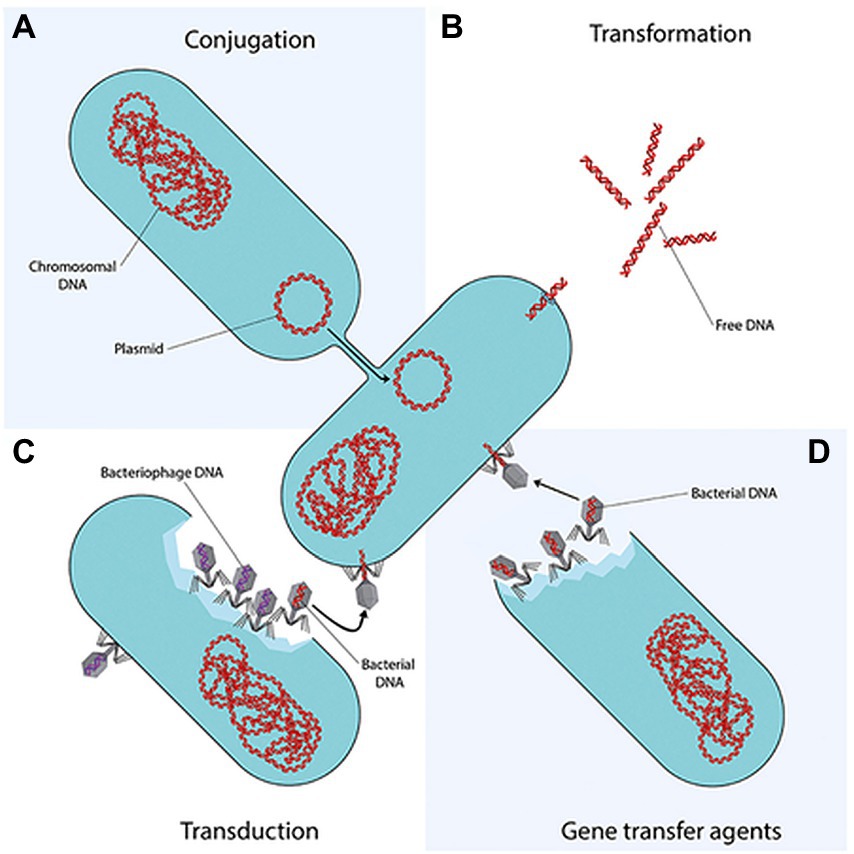 Radiation-resistant bacterium could be key to faster, safer, more