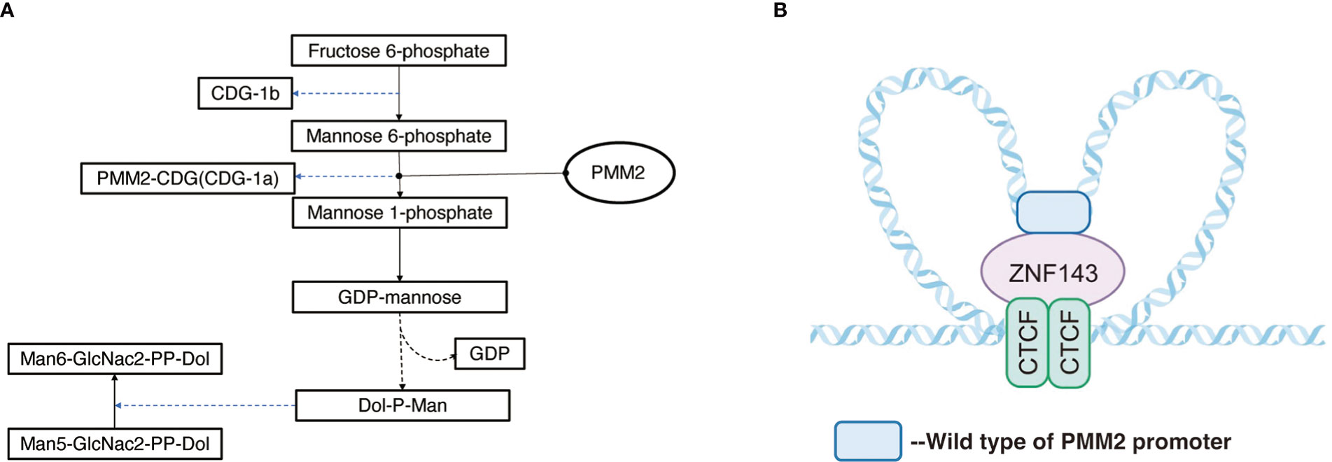 Frontiers  KATP channel mutations in congenital hyperinsulinism