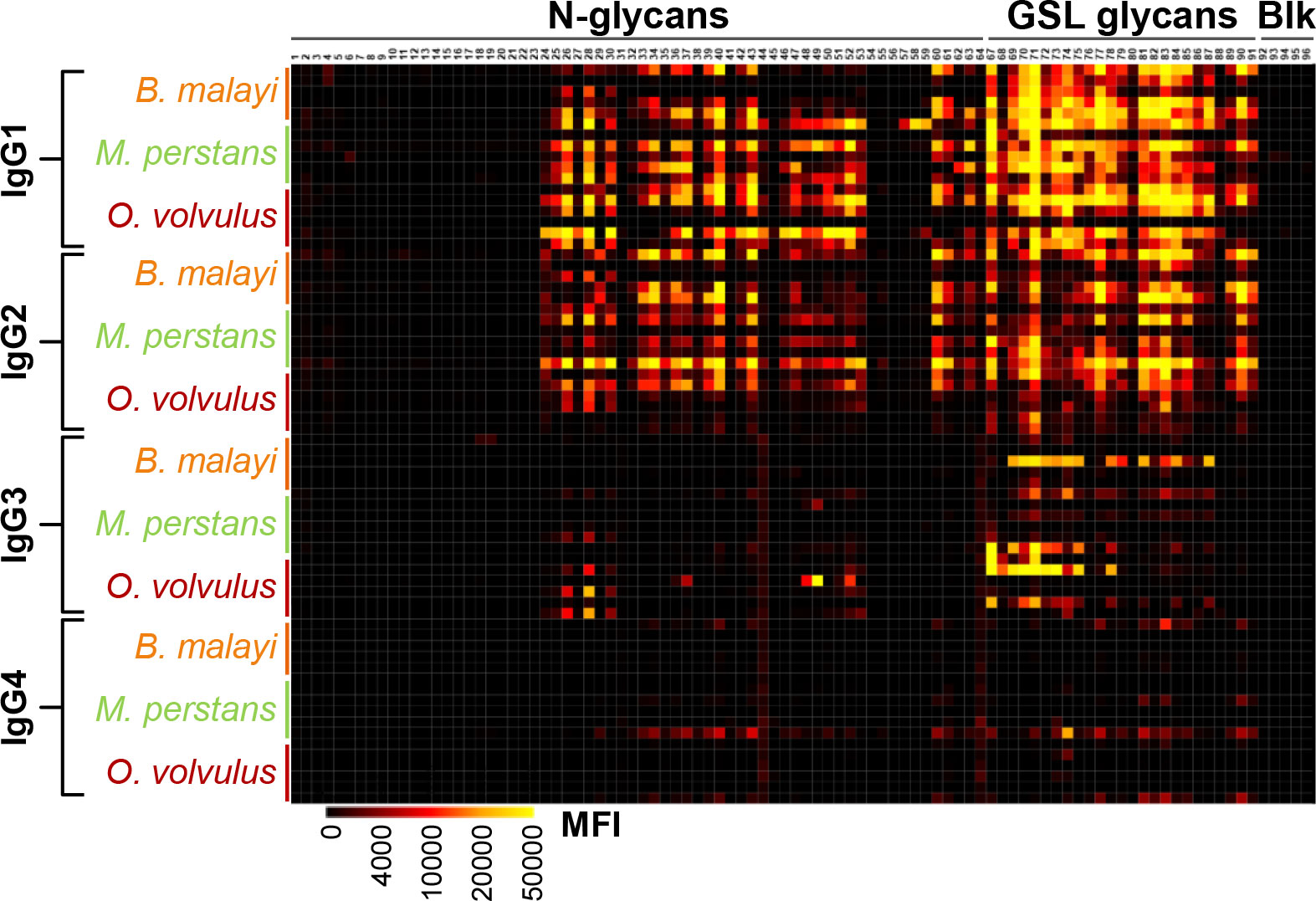 Frontiers  Unraveling cross-reactivity of anti-glycan IgG