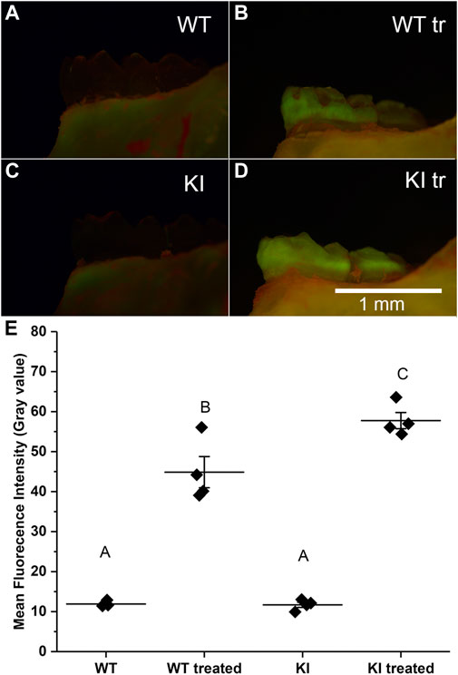 Frontiers | Elucidating the role of keratin 75 in enamel using Krt75tm1Der  knock-in mouse model