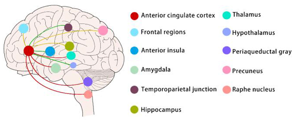 The Role of the Prefrontal Cortex in Chronic Pain - The Pain PT