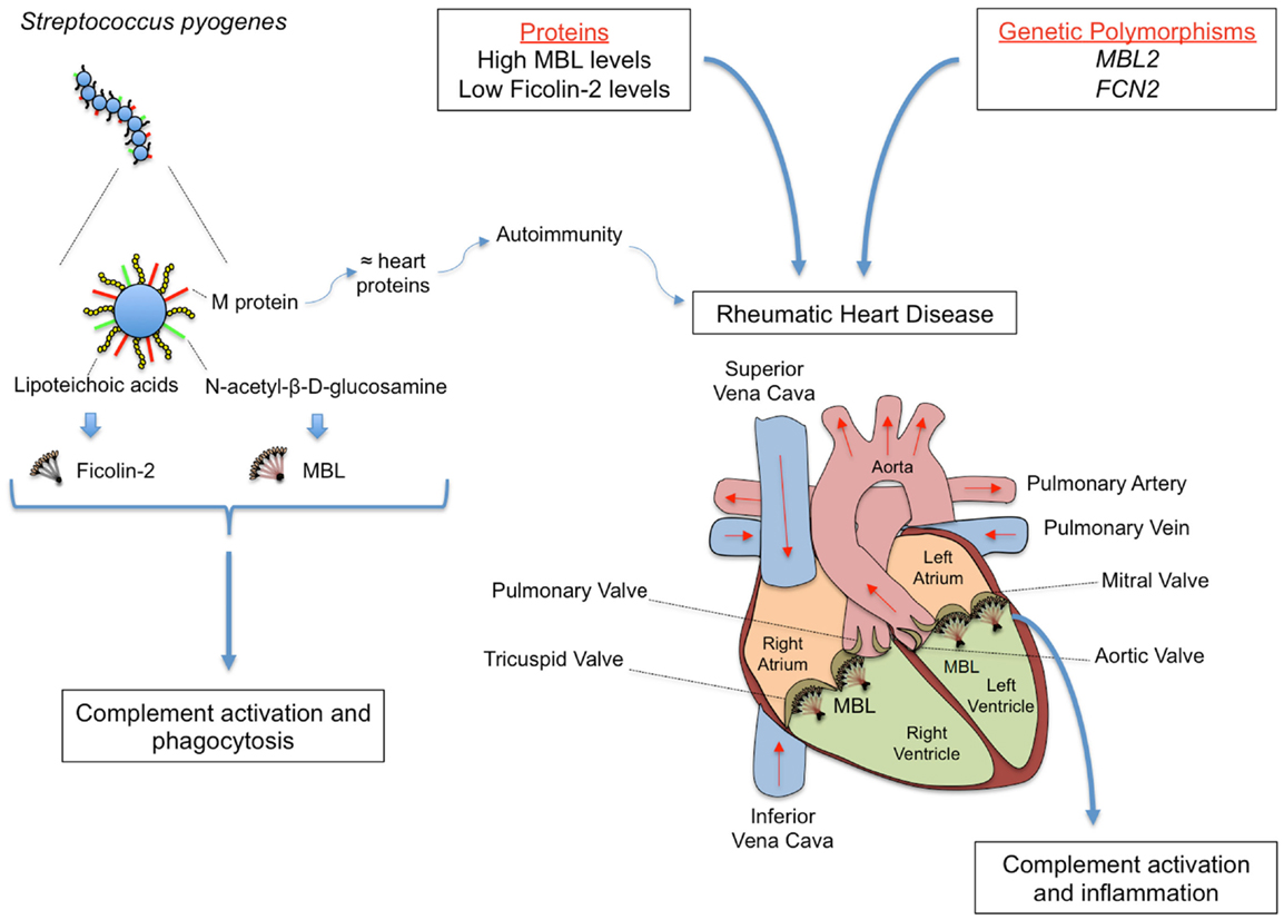 Frontiers | The Lectin Pathway of Complement and Rheumatic Heart Disease
