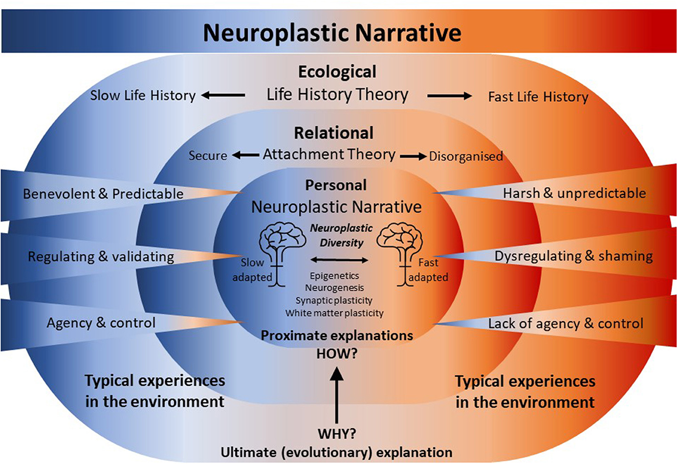 Frontiers  Introducing the Neuroplastic Narrative: a non-pathologizing  biological foundation for trauma-informed and adverse childhood experience  aware approaches
