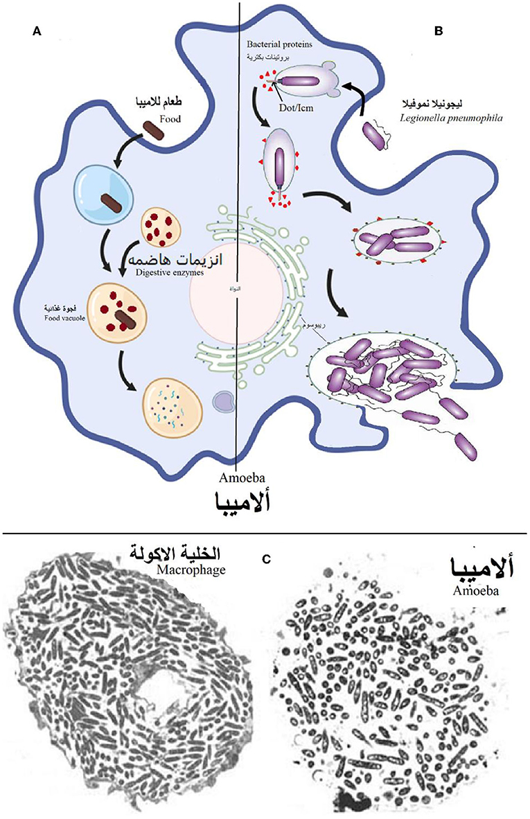 图1 - (A)当变形虫从周围环境中摄取食物(包括大多数细菌)时，变形虫会在食物液泡内利用消化酶分解食物。