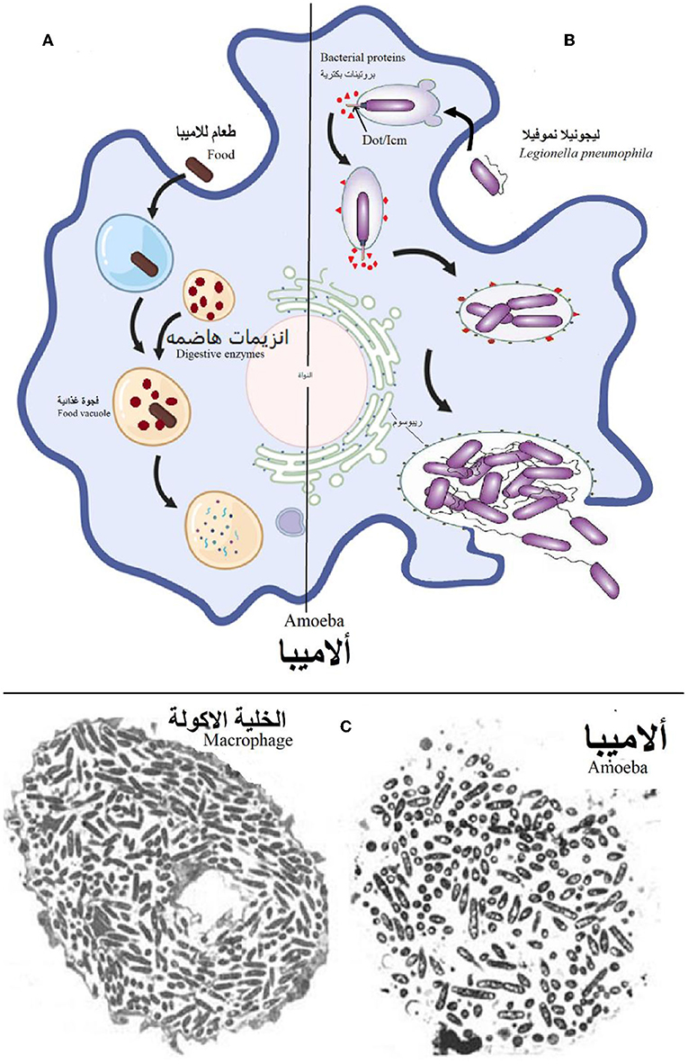 شكل 1 - (A) عندما تبتلع الأميبا الطعام (بما في ذلك معظم البكتيريا) من البيئة المحيطة، تقوم الأميبا بتكسير الطعام باستخدام إنزيمات هاضمة، داخل الفجوة الغذائية.