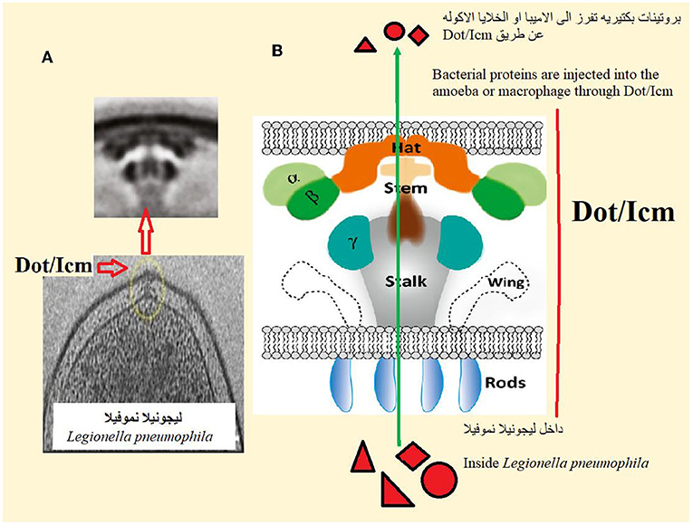 图2 - (A) Dot/Icm是嗜肺军团菌表面的一种结构，它将细菌蛋白直接“注射”到阿米巴或巨噬细胞中。