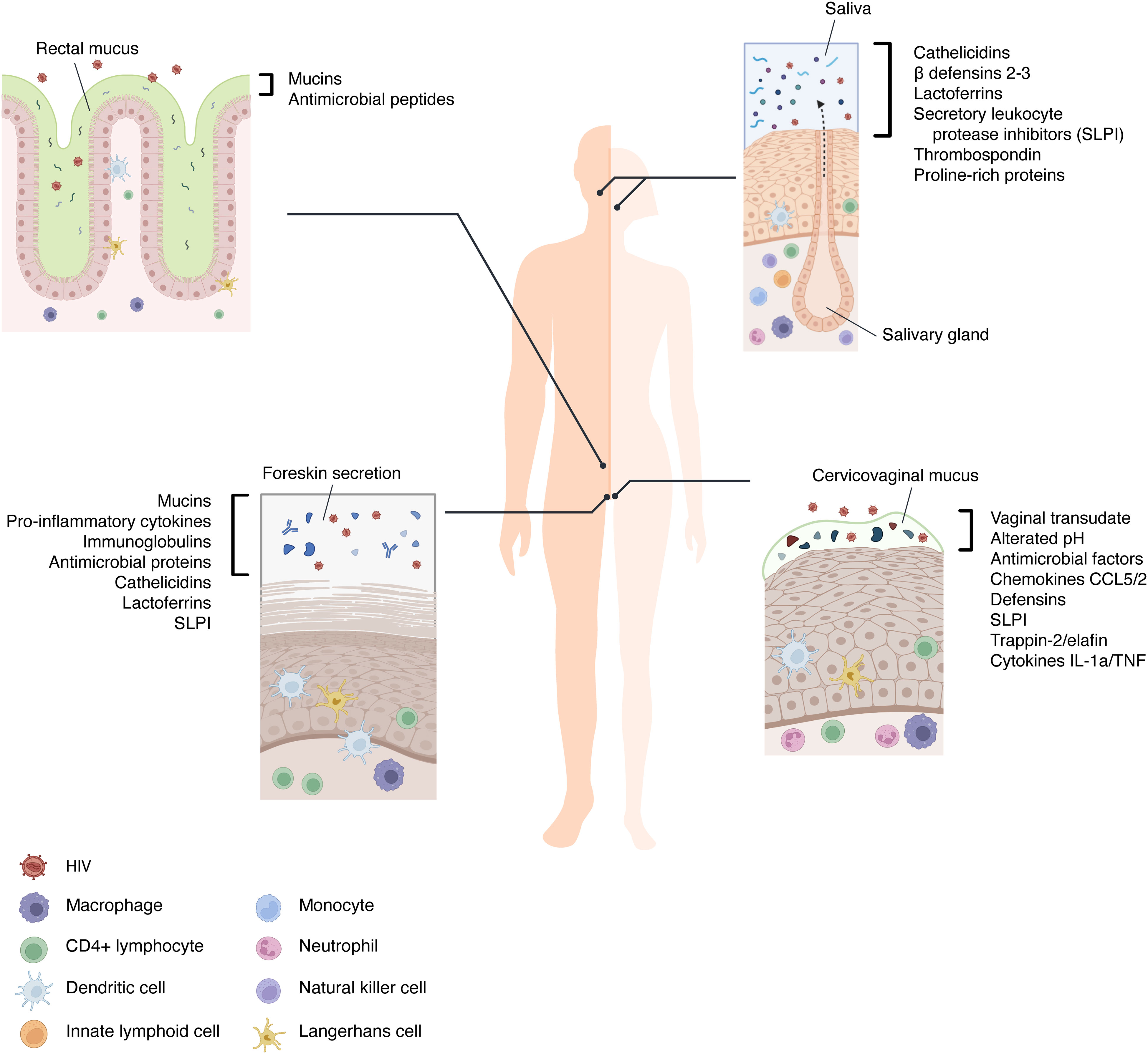 Polyamine metabolism impacts T cell dysfunction in the oral mucosa of  people living with HIV