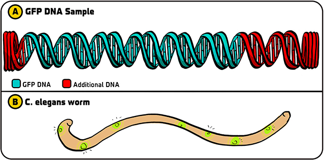 Figure 2 - Initial experiments with GFP.