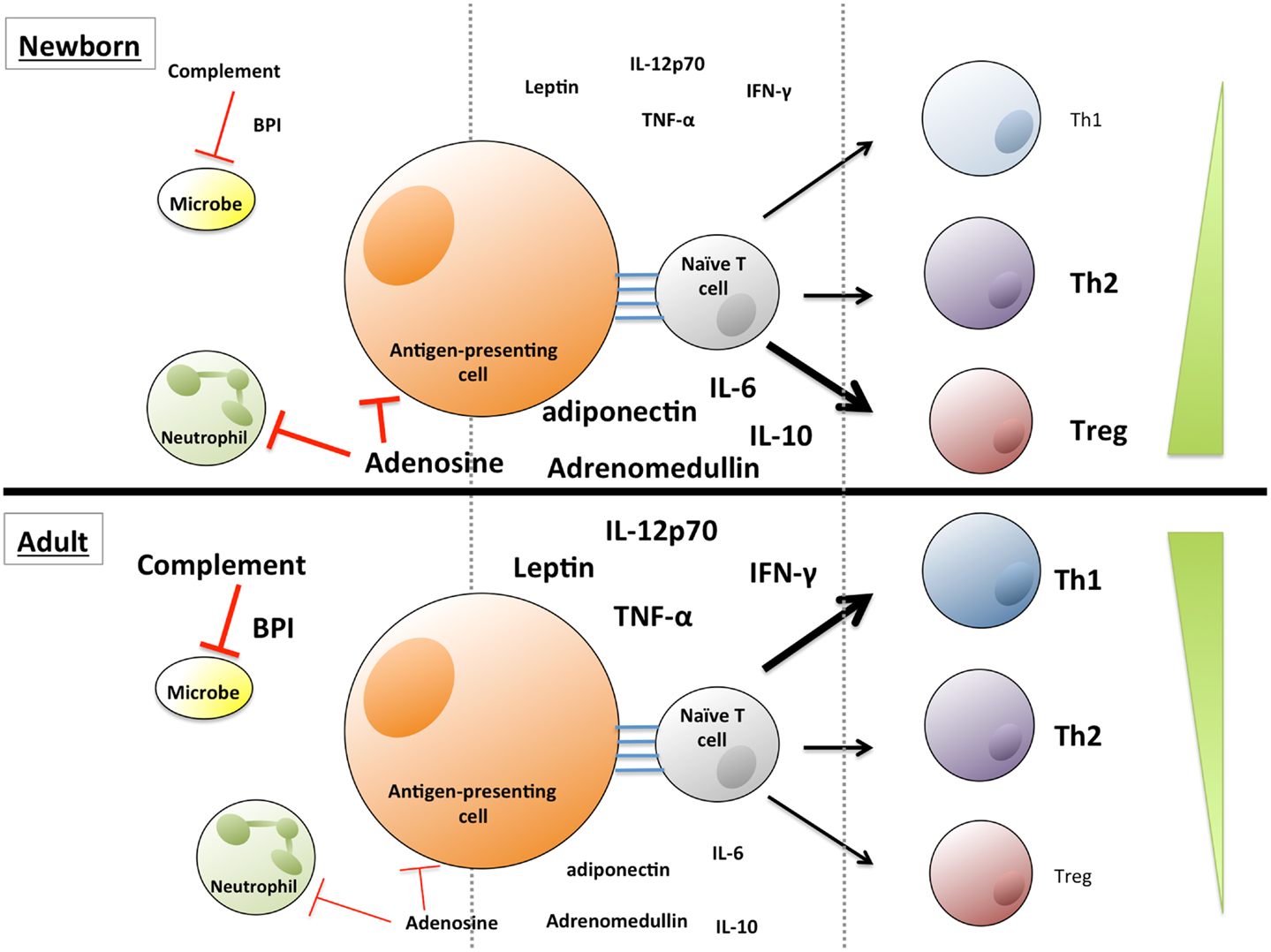 Frontiers Soluble Mediators Regulating Immunity In Early Life