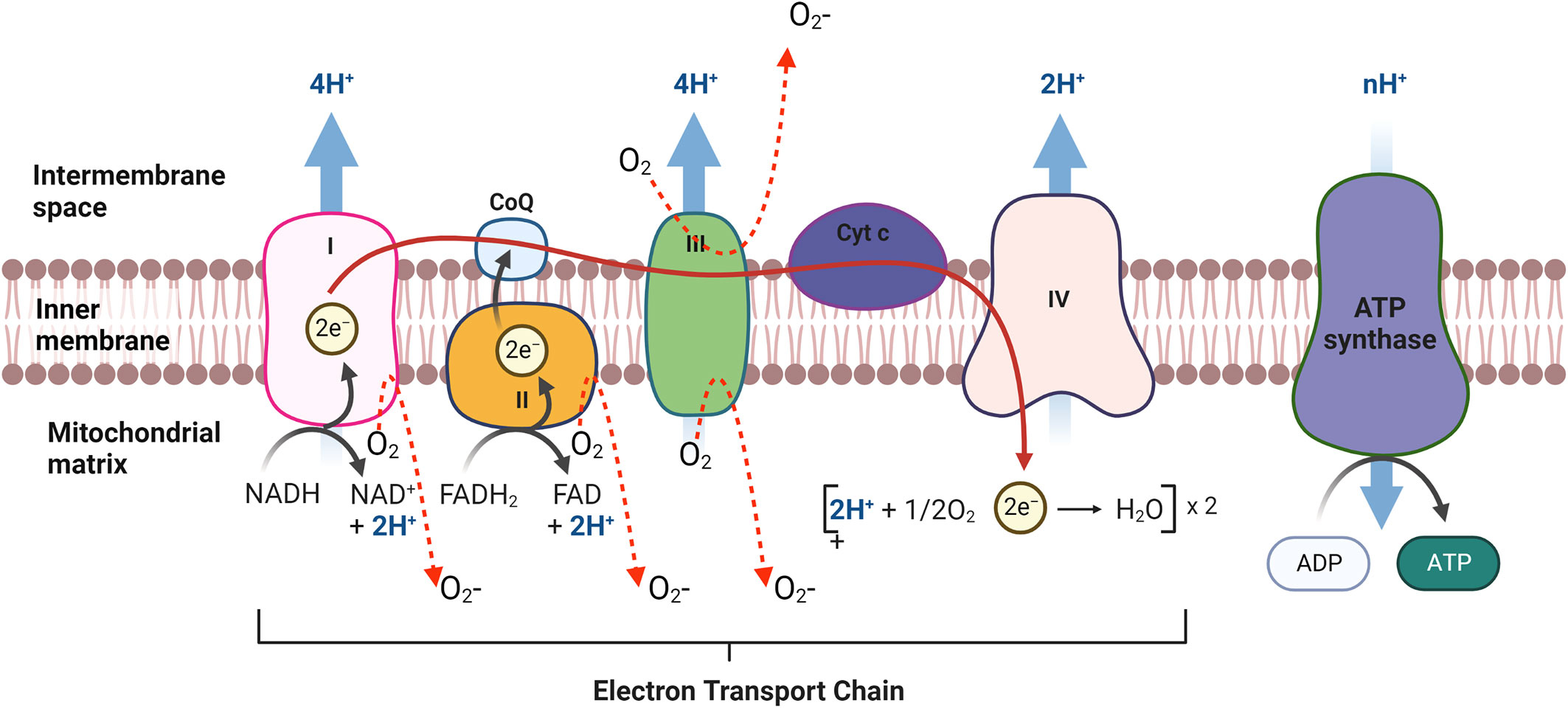 Frontiers | The association between renal accumulation of pancreatic ...