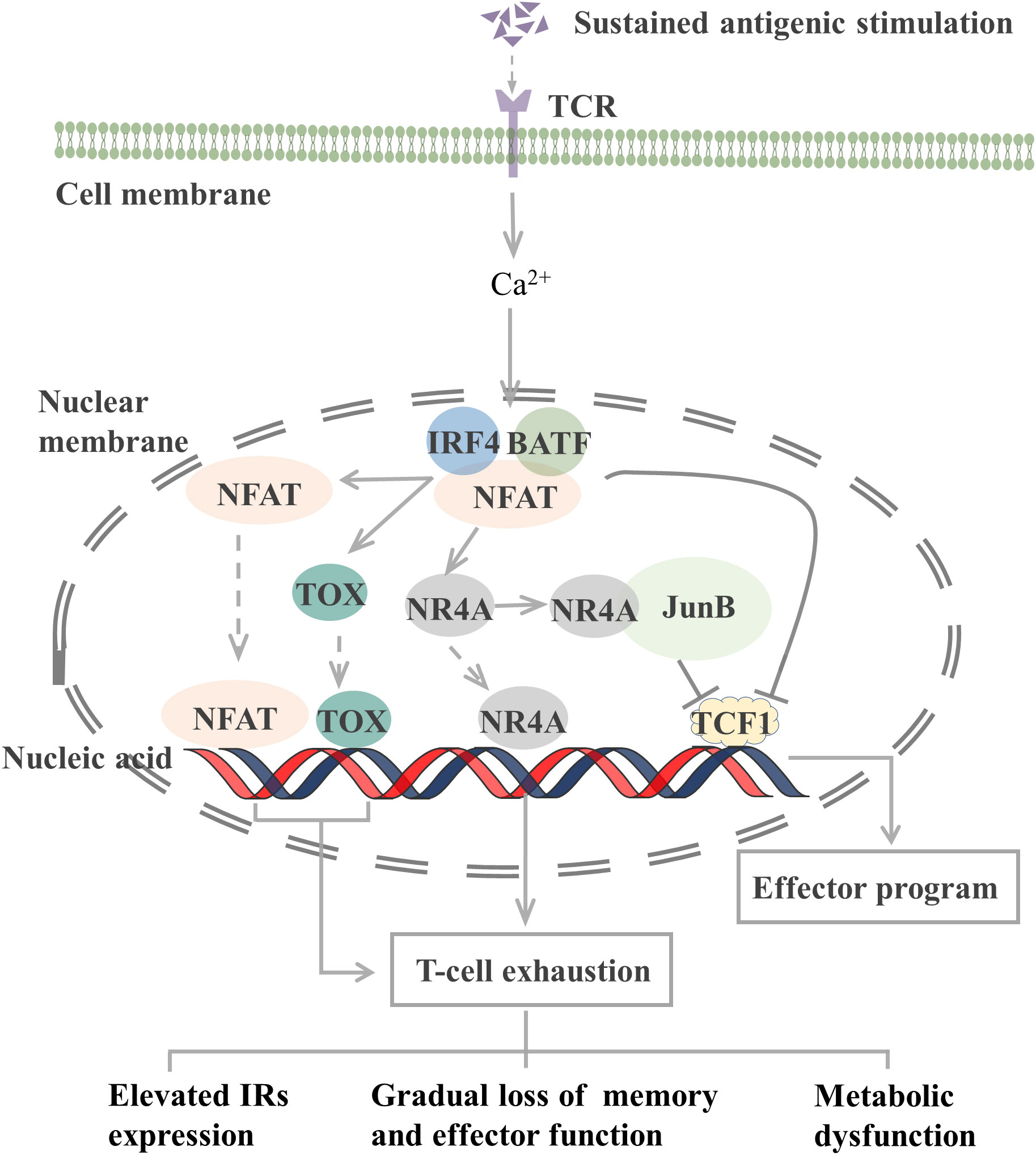 Functional properties of TSTEM and TPEX cells a, Representative