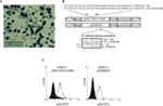 www.frontiersin.org