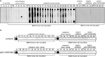 www.frontiersin.org