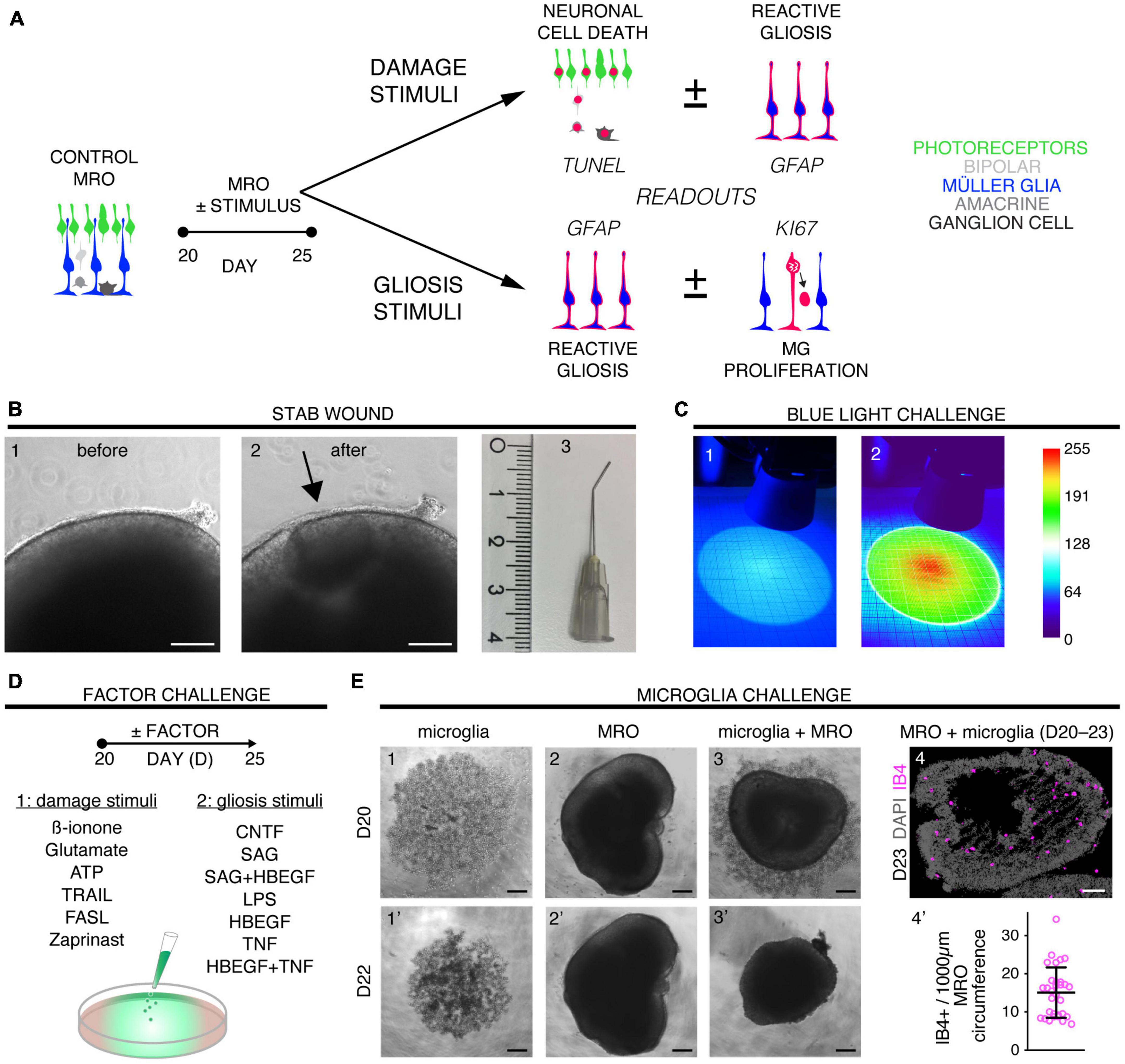 Frontiers  Exploring the Retinal Binding Cavity of