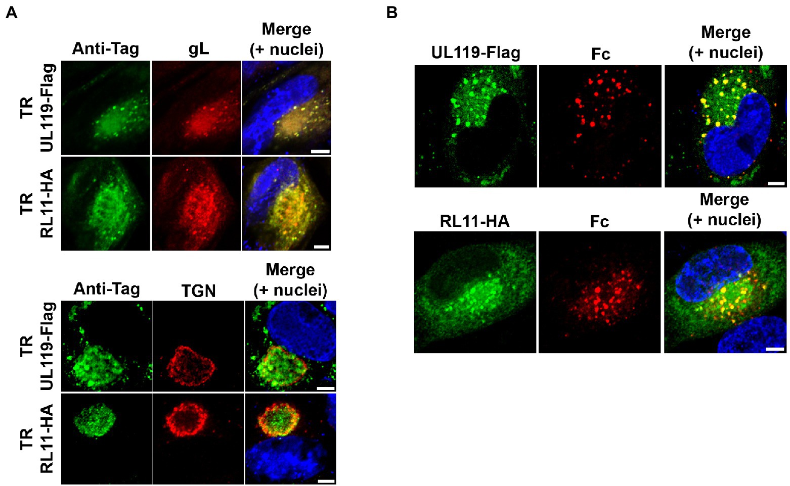 A Unique Role of the Human Cytomegalovirus Small Capsid Protein in