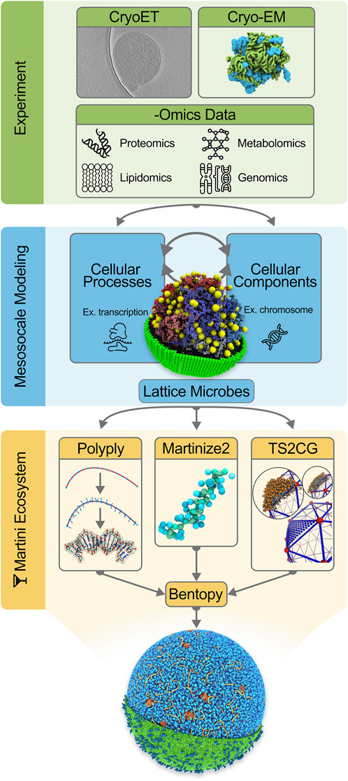 Research < Zhang Laboratory of Single-Molecule Biophysics