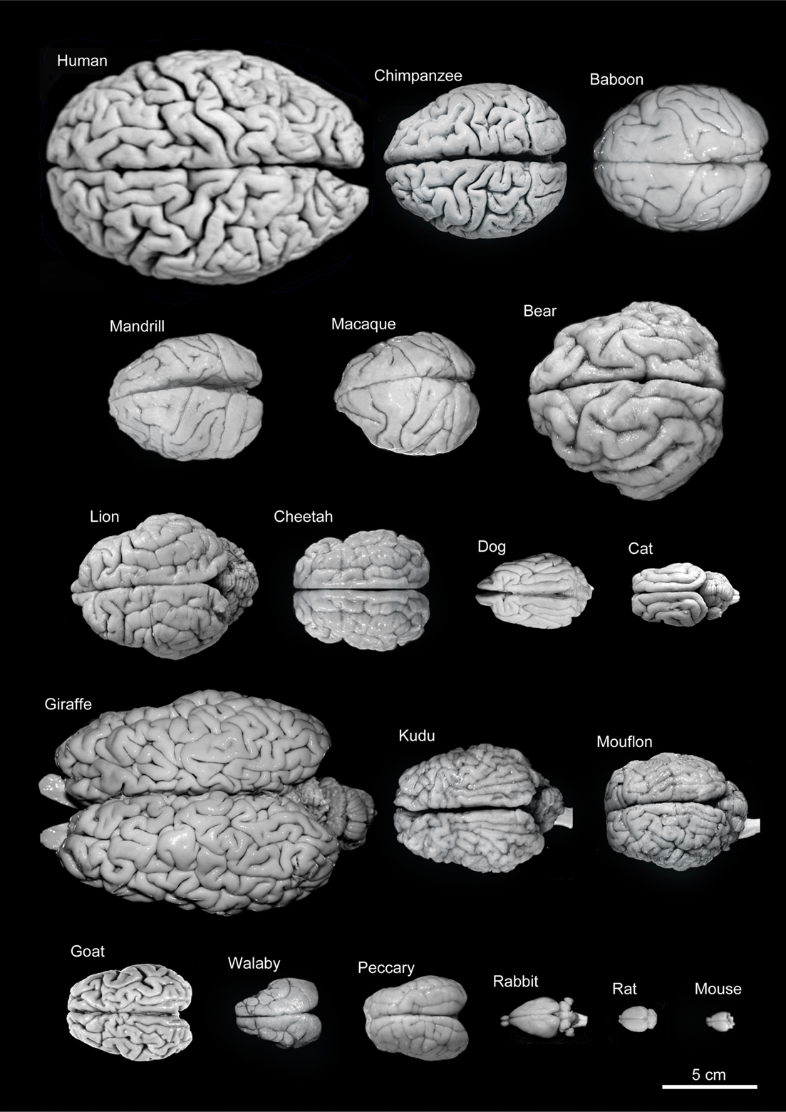 brain evolution research articles