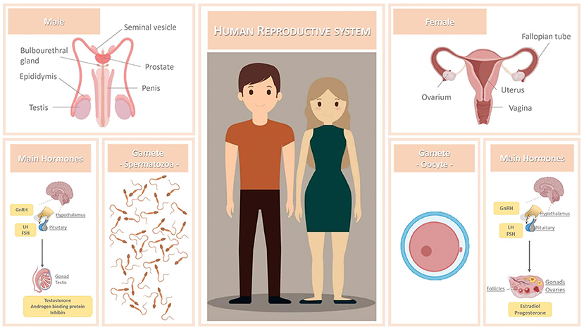 Figure 1 - Human reproductive system.